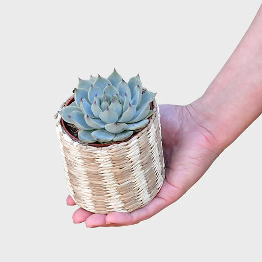 Babypflanze Sukkulente Kleine Silber Rosette