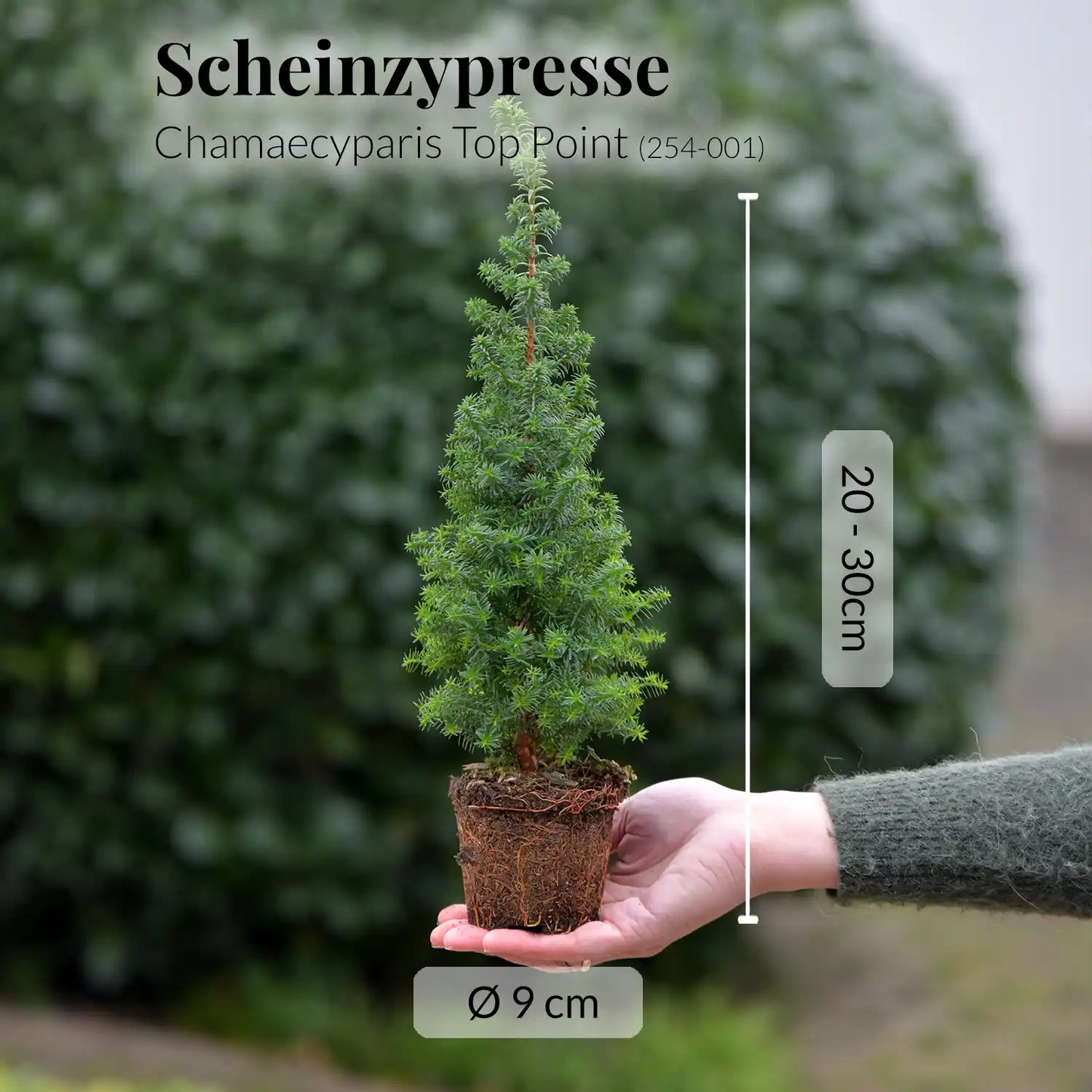 Babypflanzen Trio Weihnachtsbaum