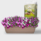 Balkonkasten Set Rosa Sommerblumen Traum