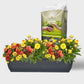 Balkonkasten Set Sonnige Sommerblumen