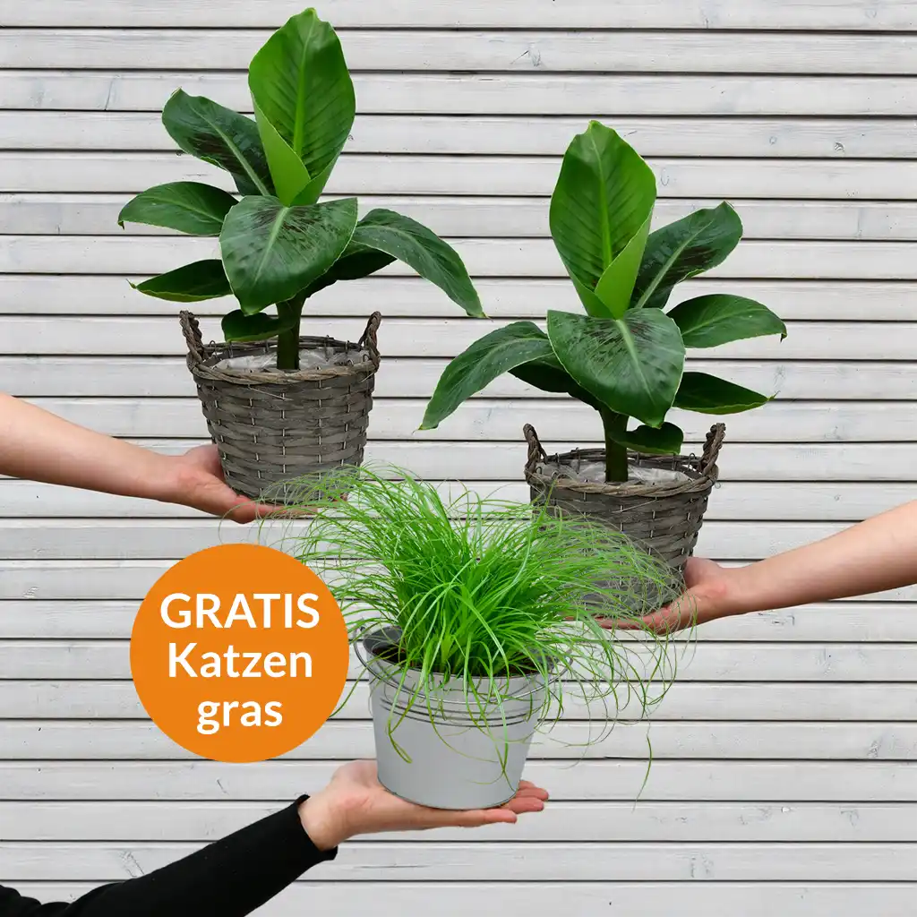 Banana Buddies plus GRATIS Katzengras