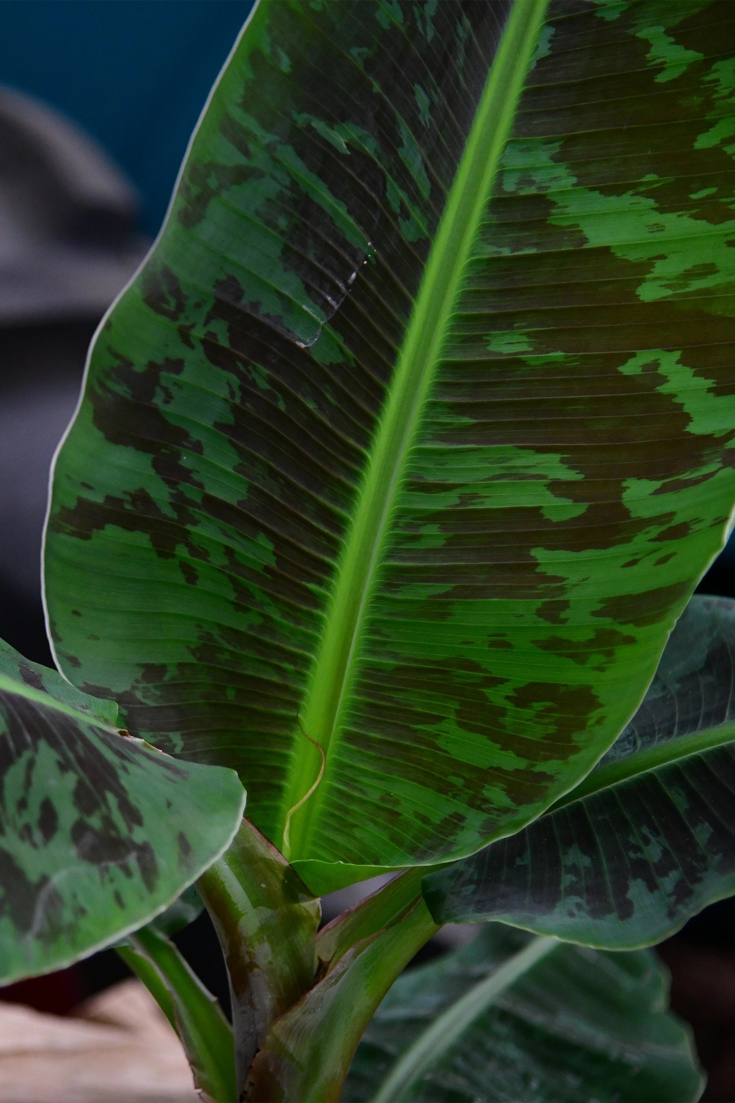 Große Bananenpflanze – Green Me Up