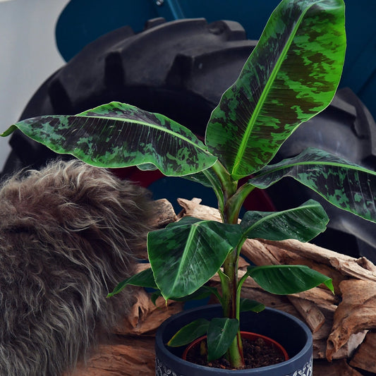 Ungiftige Zimmerpflanze Bananenpflanze 