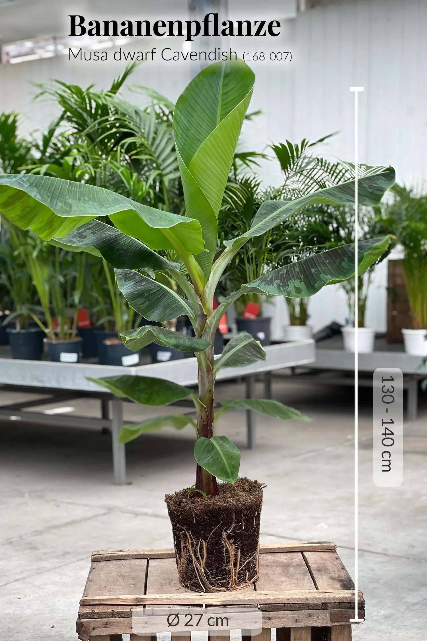 XXL Bananenpflanze kaufen – Green Me Up