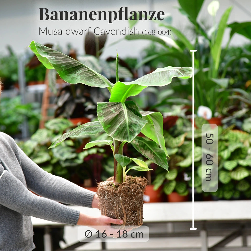 Bananenpflanze Musa Dwarft Cavendish bis 