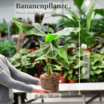Frische Bananenpflanze direkt beim Gärtner mit gesunden Wurzeln