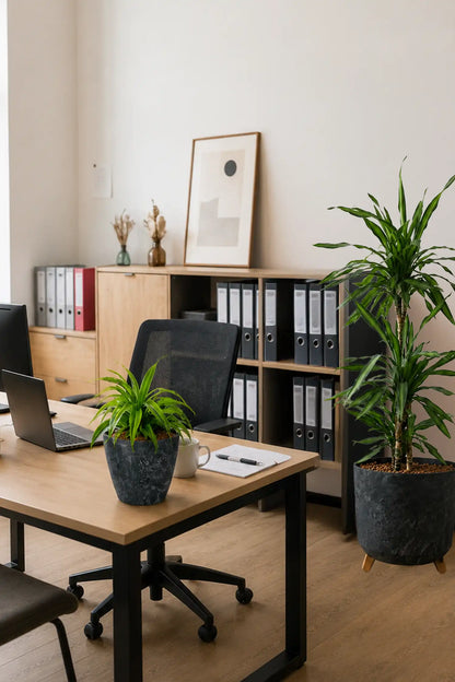 Basic Büropflanzen - 3er Set  Palmen