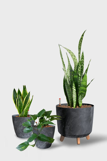 Basic Büropflanzen - 3er Set  Instyle