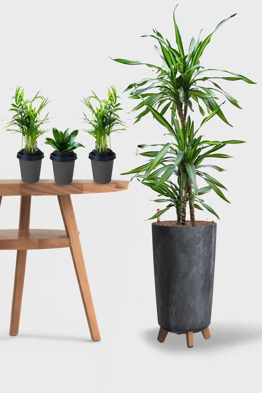 Basic Loungepflanzen - 4er Set Palmen