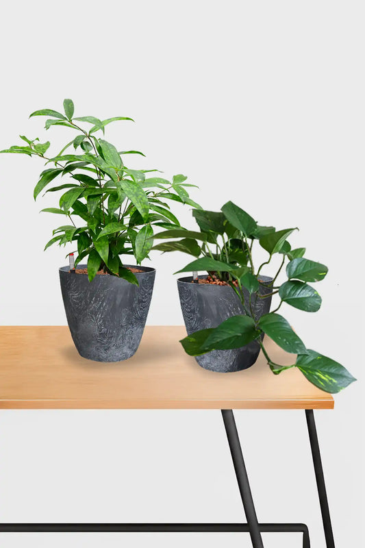 Basic Schreibtischpflanzen - 2er Set Efeutute