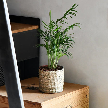 Babypflanze Bergpalme
