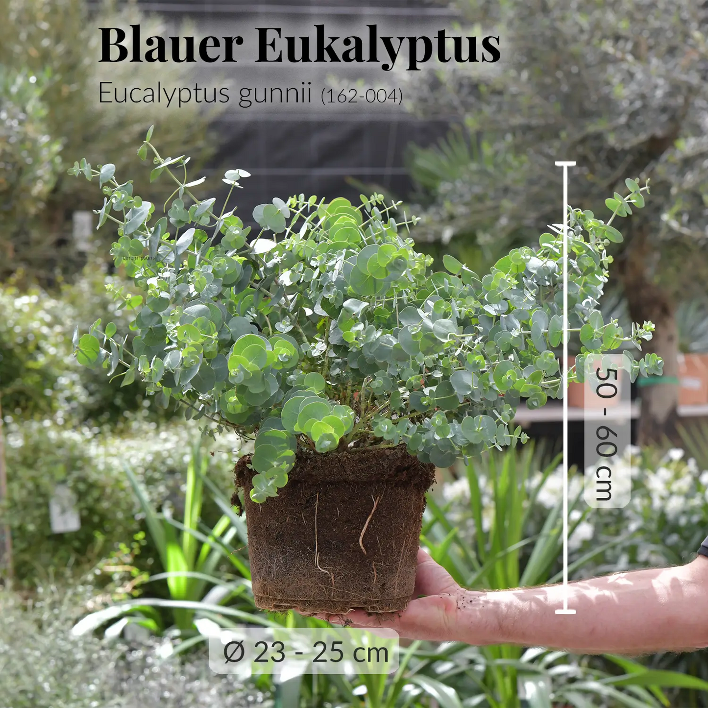 BLauer Eukalyptus Busch frisch beim Gärtner