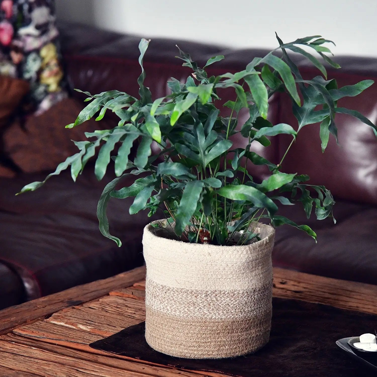 Phlebodium Blue Star im Wohnzimmer auf Holztisch neben der couch