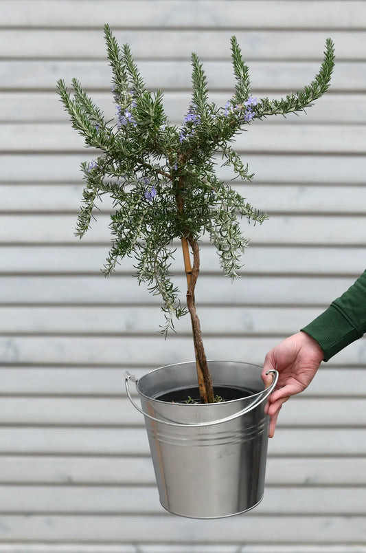 Blühendes Rosmarin Stämmchen