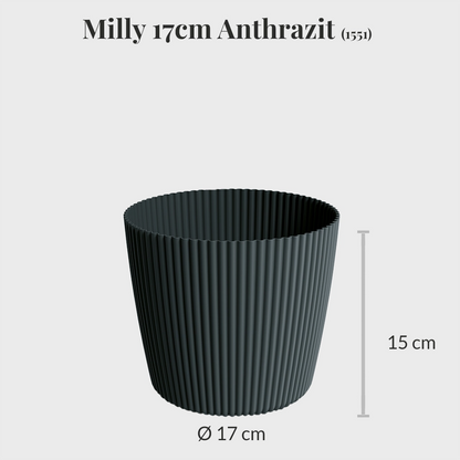 Milly 17cm