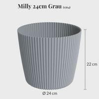 Milly 24cm