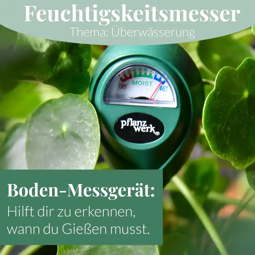Mix & Match Pflanzen-Pflegeset Herbst