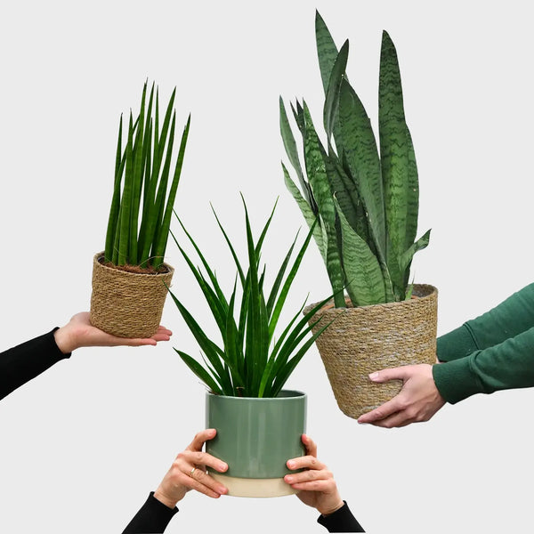 Bogenhanf Bosse – Green Me Up