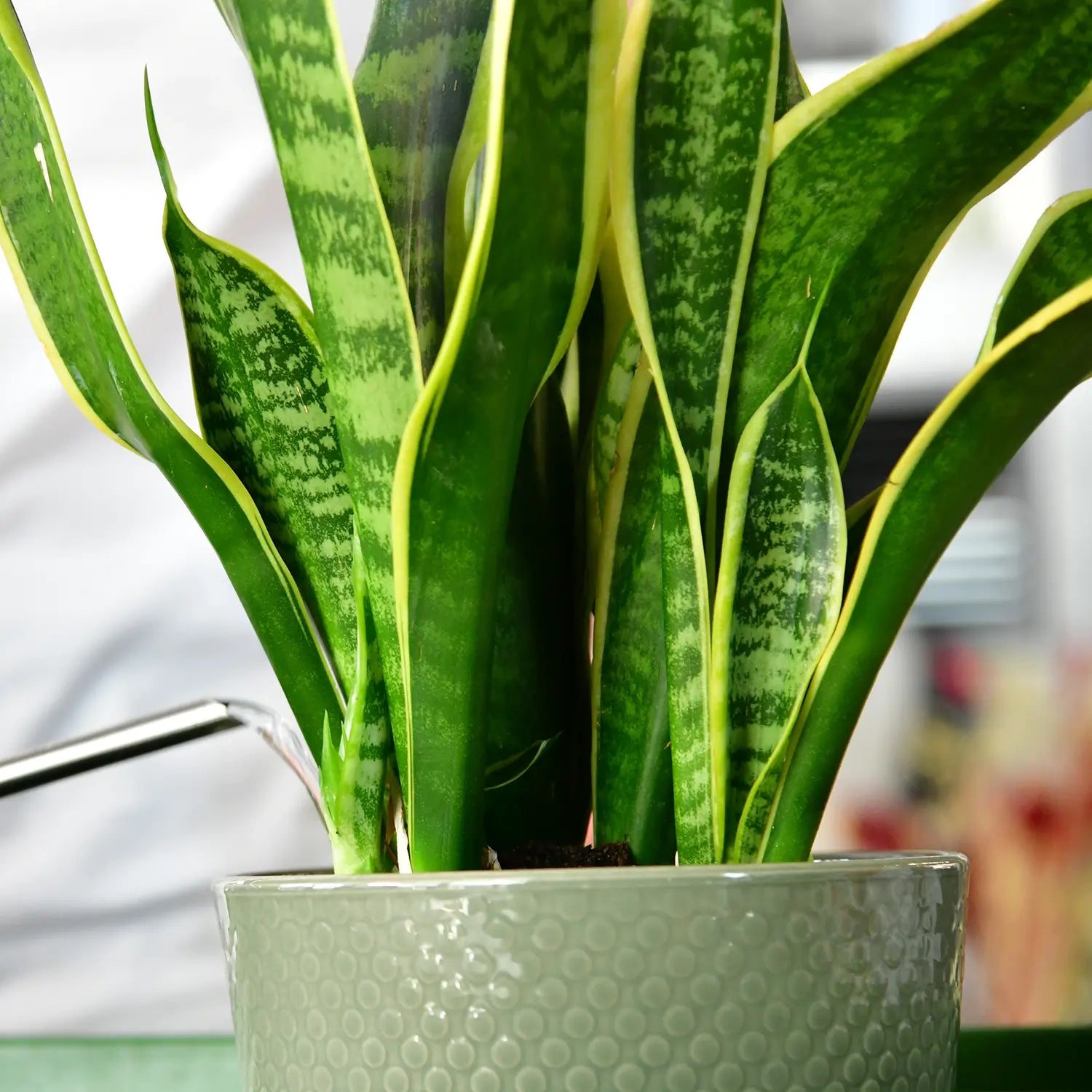 Bogenhanf Sansevieria Pflegeinformationen Green Me Up bogenhanf-sansevieria-pflegeinformationen-green-me-up