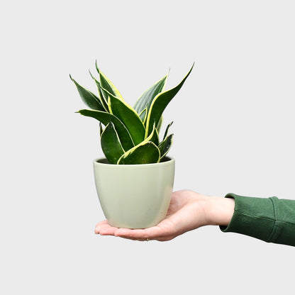 Babypflanze Sansevieria Schwiegermutterzunge