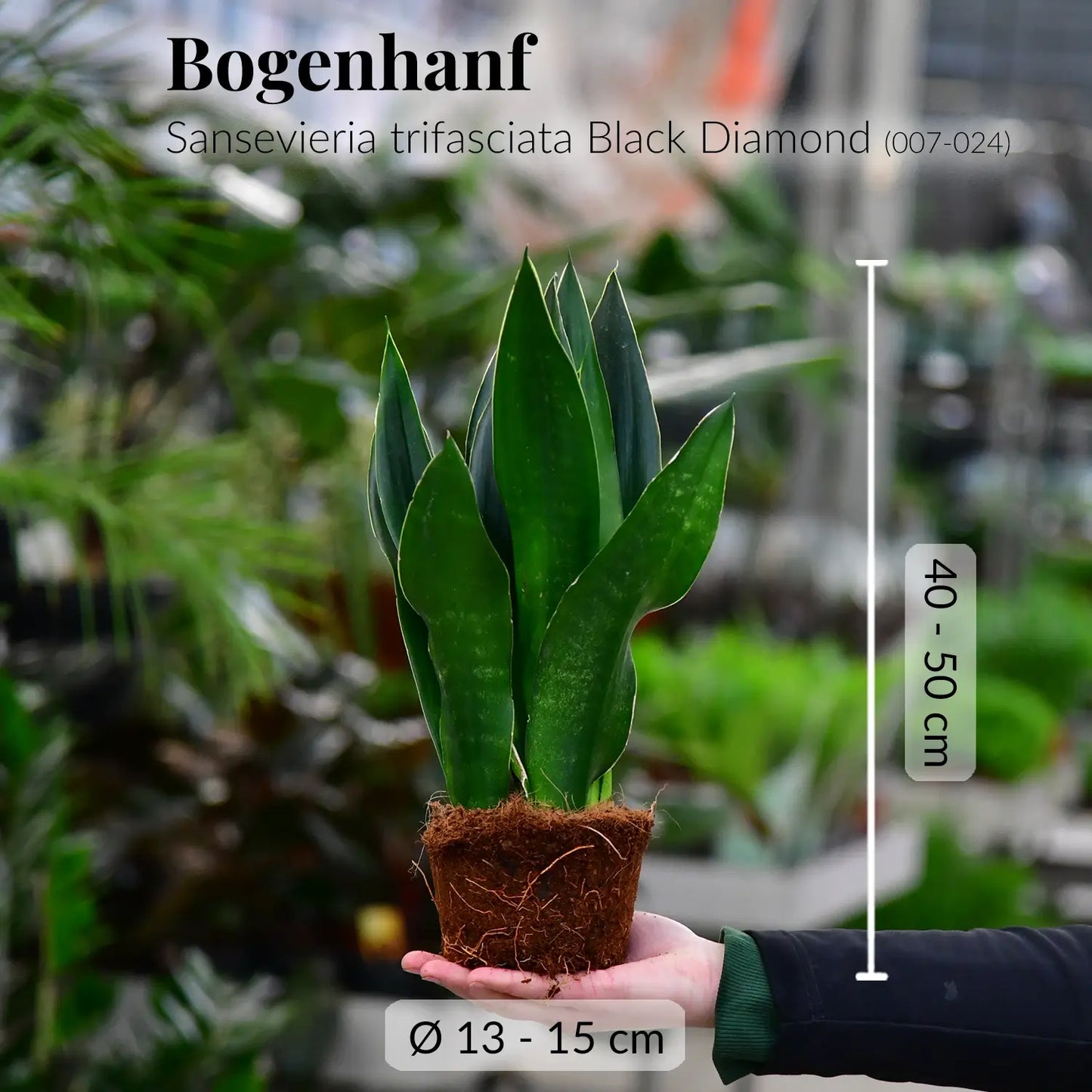 sansevieria trifasciata black diamond Sansevieria Black Diamond kaufen – Green Me Up