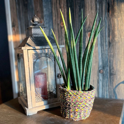 Bogenhanf Cylindrica