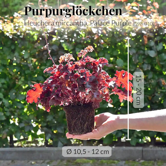 3er Box Bordeaux Purpurglöckchen