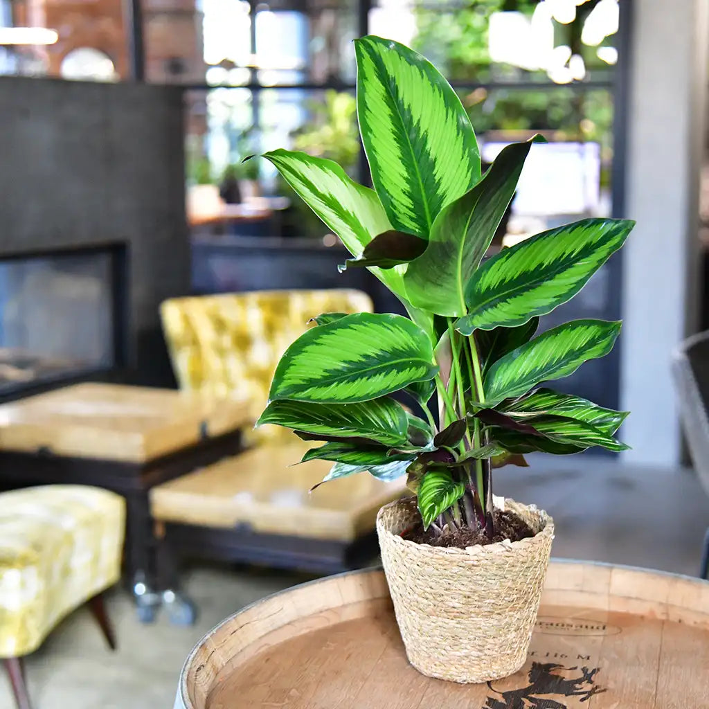 SPECIAL OFFER 4er Box ungiftige Pflanzenlieblinge