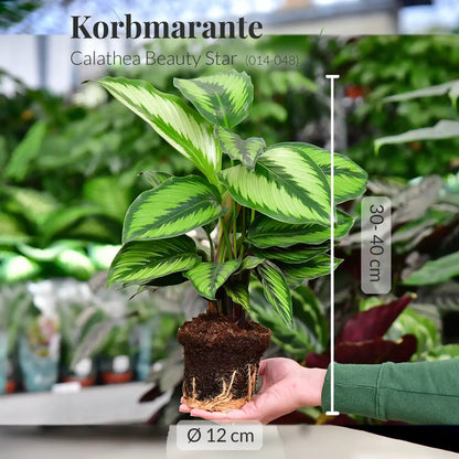 SPECIAL OFFER 4er Box ungiftige Pflanzenlieblinge