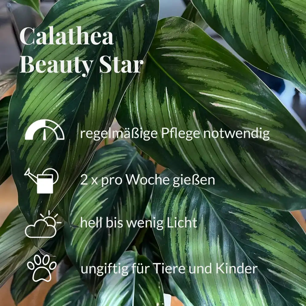 Calathea Beauty Star