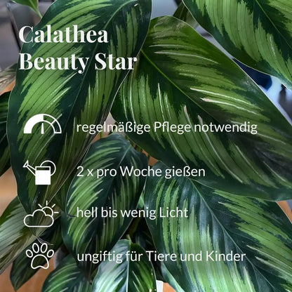 Calathea Beauty Star