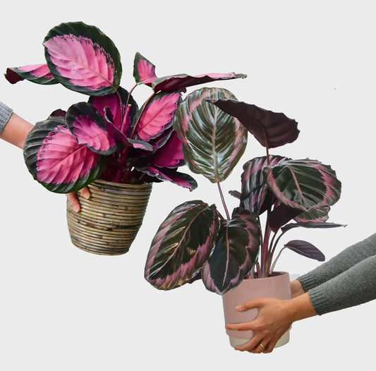 Calathea Casting