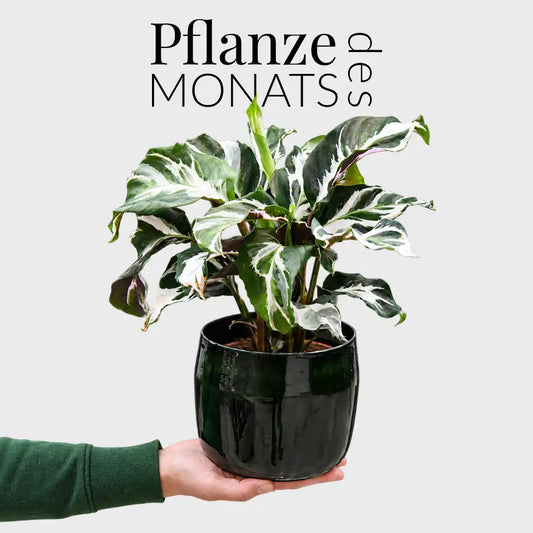 Calathea Fusion Zimmerpflanze mit weiß panaschierten Blättern kaufen