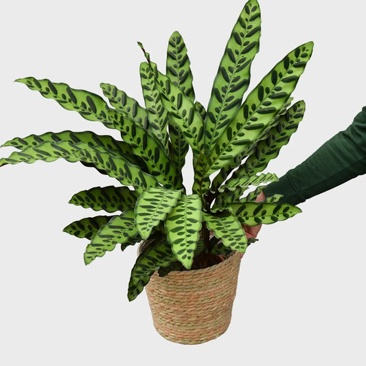 Frische Calathea lancifolia tierfreundliche Zimmerpflanze direkt vom Gärtner kaufen