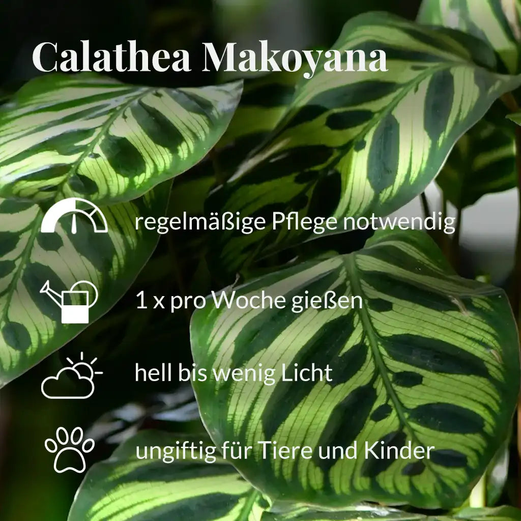 Calathea Makoyana Pflegehinweise