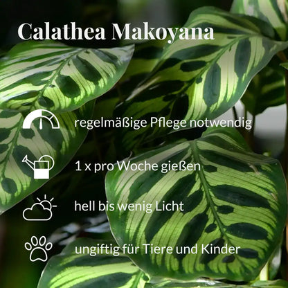 Calathea Makoyana Pflegehinweise