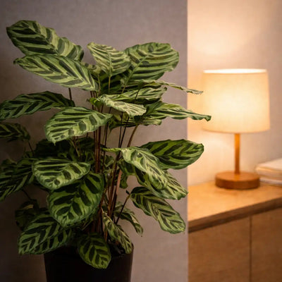 Calathea Pflanzen sind ideal für dunklere Standorte