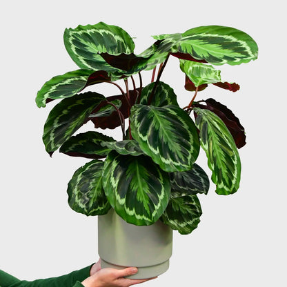 Calathea Medallion schöne Korbmarante direkt vom Gärtner bestellen