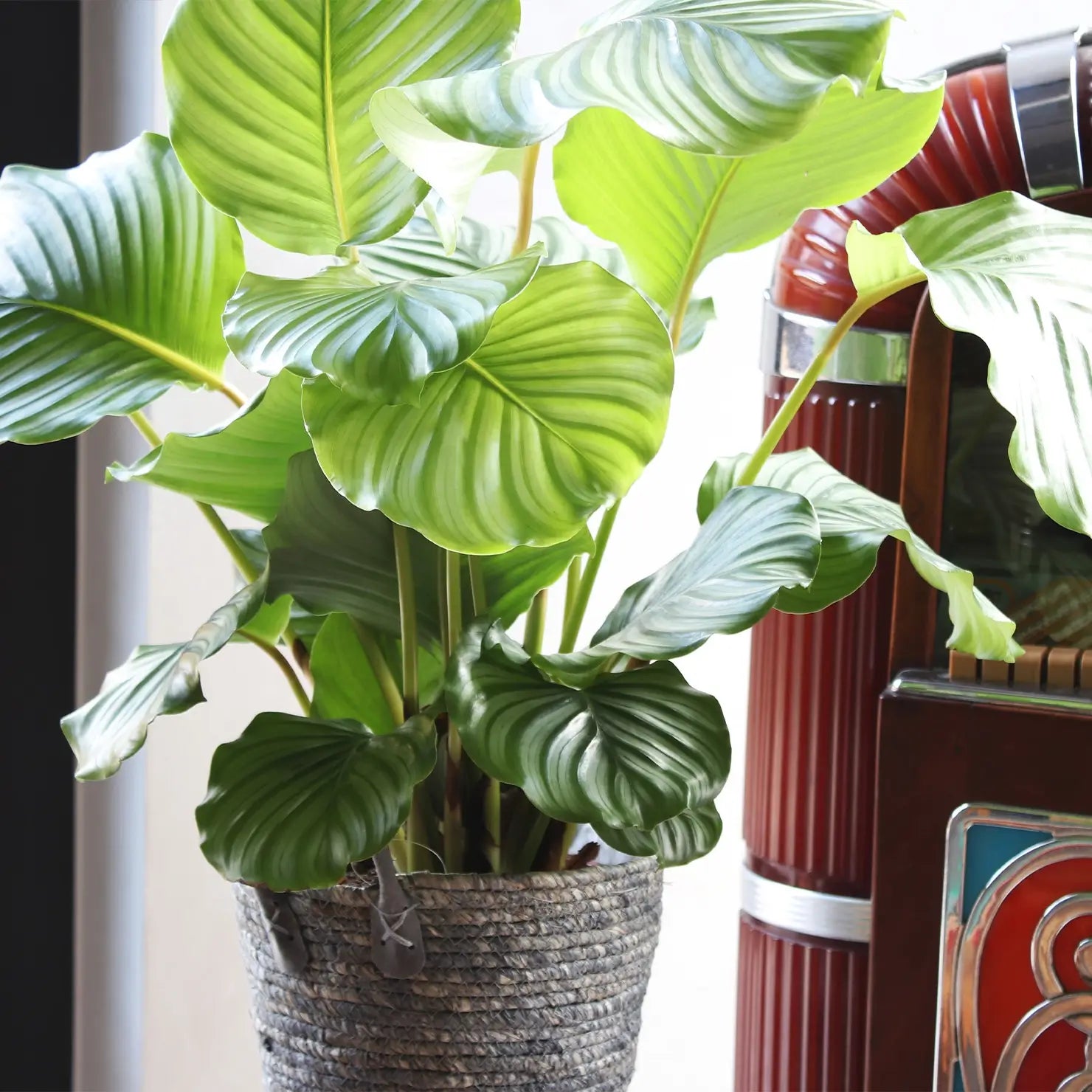 Calathea Orbifolia No.19