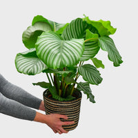 Calathea Orbifolia No.19
