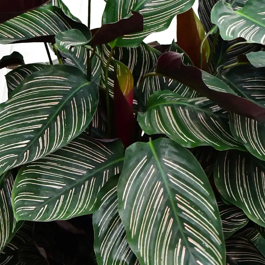 Wunderschöne große Blätter der Korbmarante Calathea ornata pink