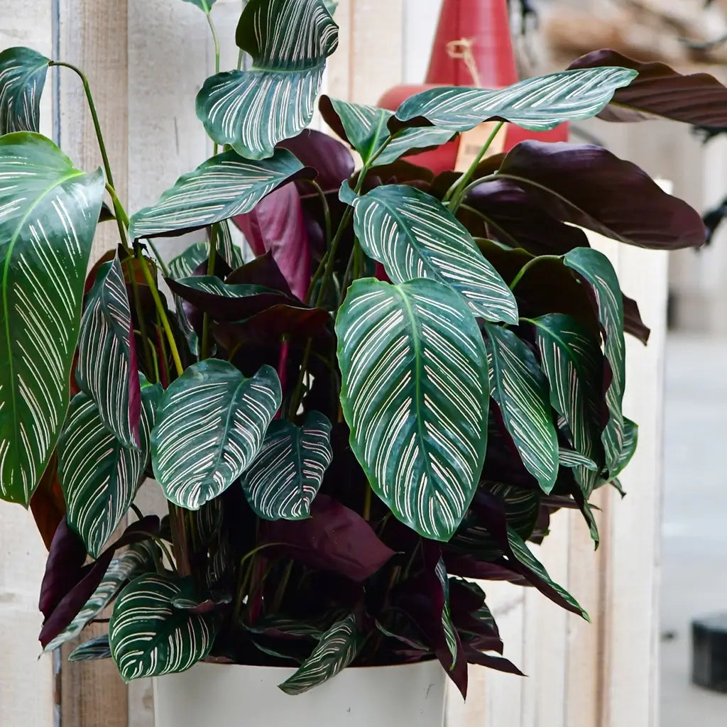 Calathea Ornata pink im Dekotopf mit Holz im Hintergrund