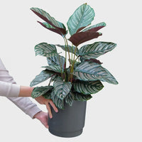 Calathea Ornata Pink No.19