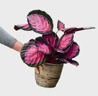 Calathea Rose Crimson