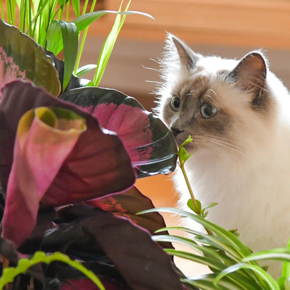 Katze schnuppert am Blatt der Calathea Rose Crimson