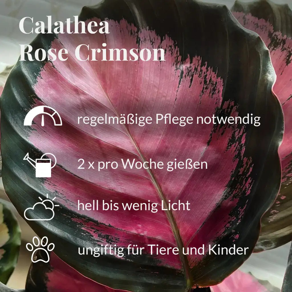 calathea roseopicta rosy pflege Calathea Rose Crimson