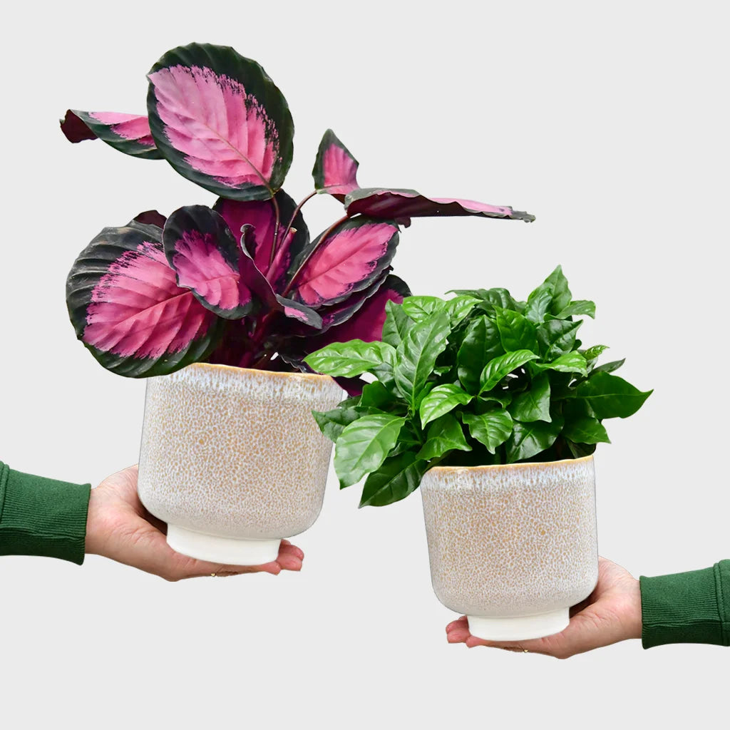 Calathea Rose Crimson