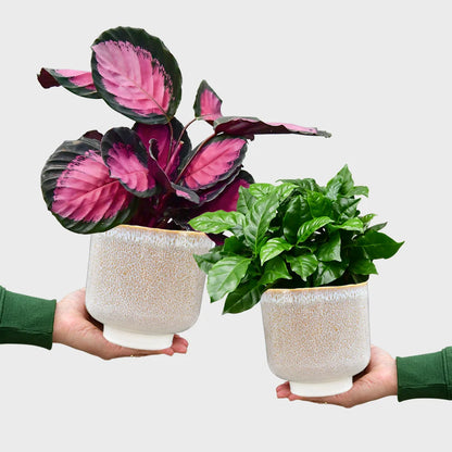 Calathea Rose Crimson