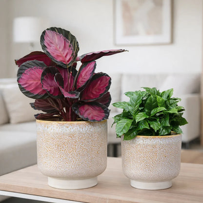 Calathea Rose Crimson
