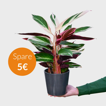 SPECIAL OFFER Calathea Triostar